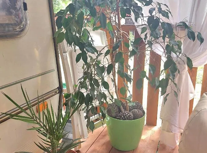 каравана Summer Time * Черноморец